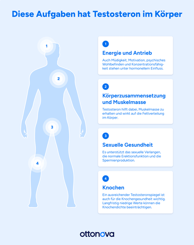 Infografik zum Thema "Diese Aufgaben hat Testosteron im Körper". Eine menschliche Silhouette markiert vier Körperbereiche, denen spezifische Funktionen des Hormons zugeordnet und in Textboxen erläutert werden.